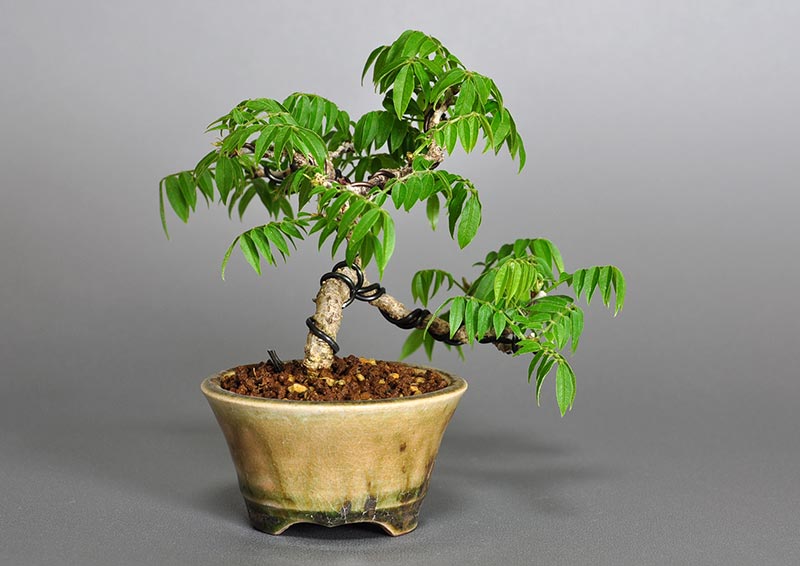 コフジQ-1（こふじ・小藤）雑木盆栽を左側から見た景色・Wisteria bonsai bonsai