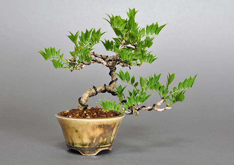 コフジQ（こふじ・小藤）雑木盆栽の販売と育て方・作り方・Wisteria bonsai bonsai