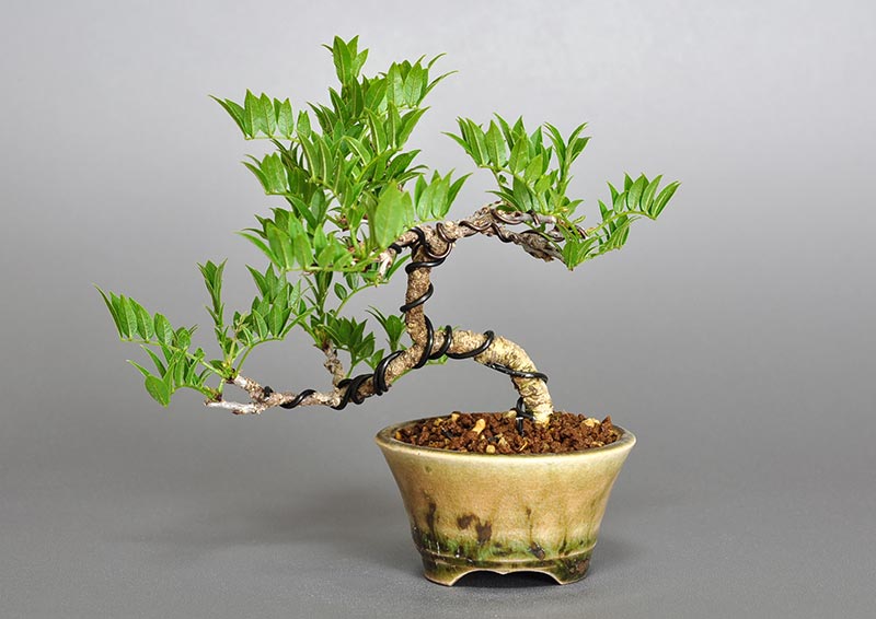 コフジQ（こふじ・小藤）雑木盆栽を裏側から見た景色・Wisteria bonsai bonsai