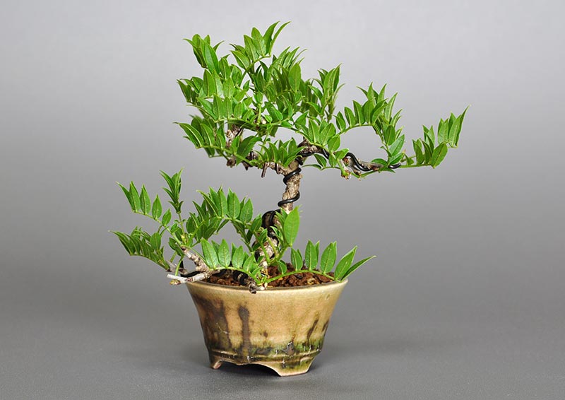 コフジQ（こふじ・小藤）雑木盆栽を右側から見た景色・Wisteria bonsai bonsai