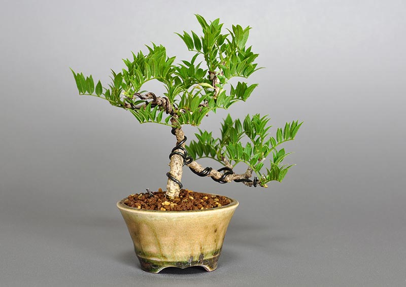 コフジQ（こふじ・小藤）雑木盆栽を左側から見た景色・Wisteria bonsai bonsai