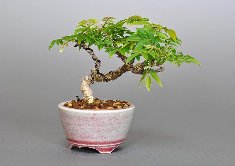 コフジR（こふじ・小藤）雑木盆栽の販売と育て方・作り方・Wisteria bonsai bonsai