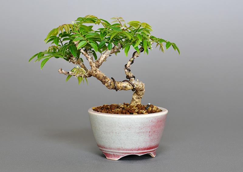 コフジR（こふじ・小藤）雑木盆栽を裏側から見た景色・Wisteria bonsai bonsai