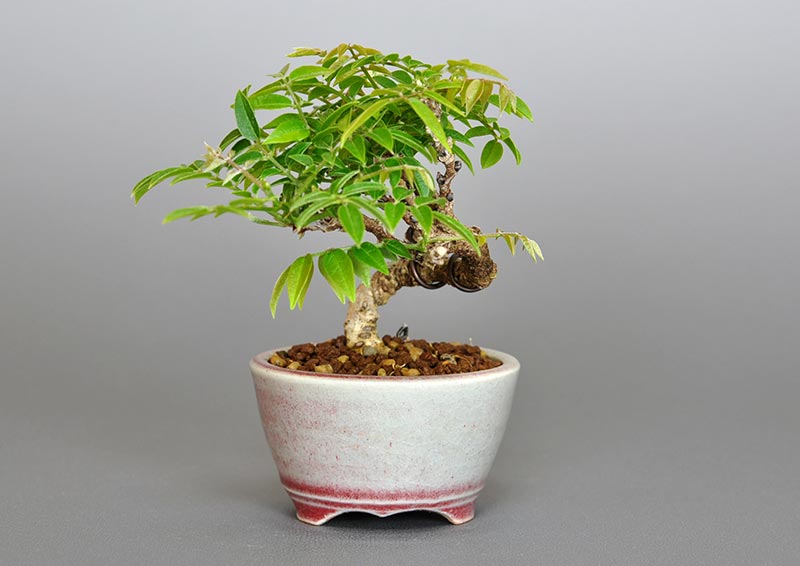 コフジR（こふじ・小藤）雑木盆栽を右側から見た景色・Wisteria bonsai bonsai