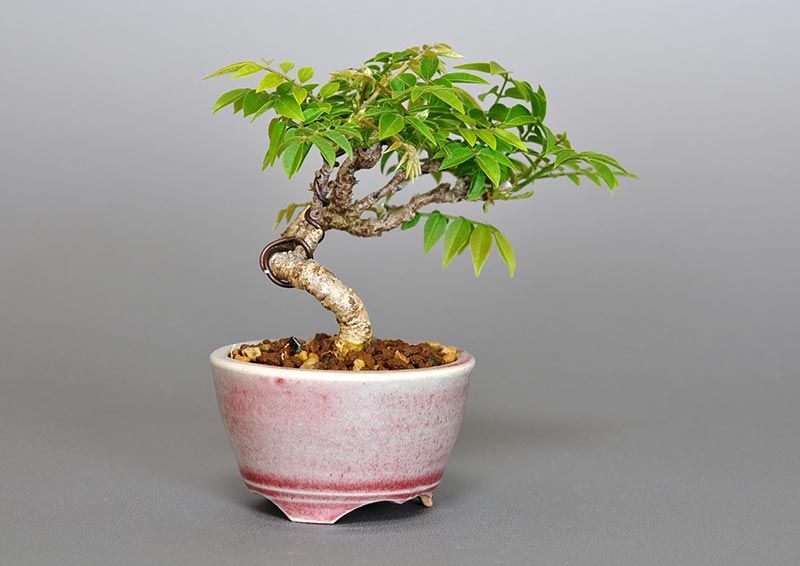 コフジR（こふじ・小藤）雑木盆栽を左側から見た景色・Wisteria bonsai bonsai