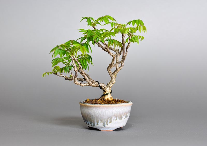コフジS（こふじ・小藤）雑木盆栽の販売と育て方・作り方・Wisteria bonsai photo