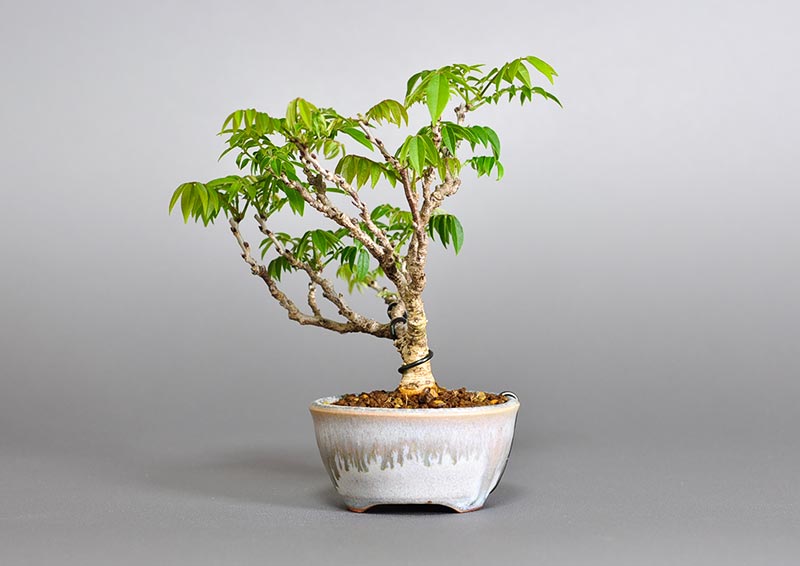 コフジS（こふじ・小藤）雑木盆栽を右側から見た景色・Wisteria bonsai photo