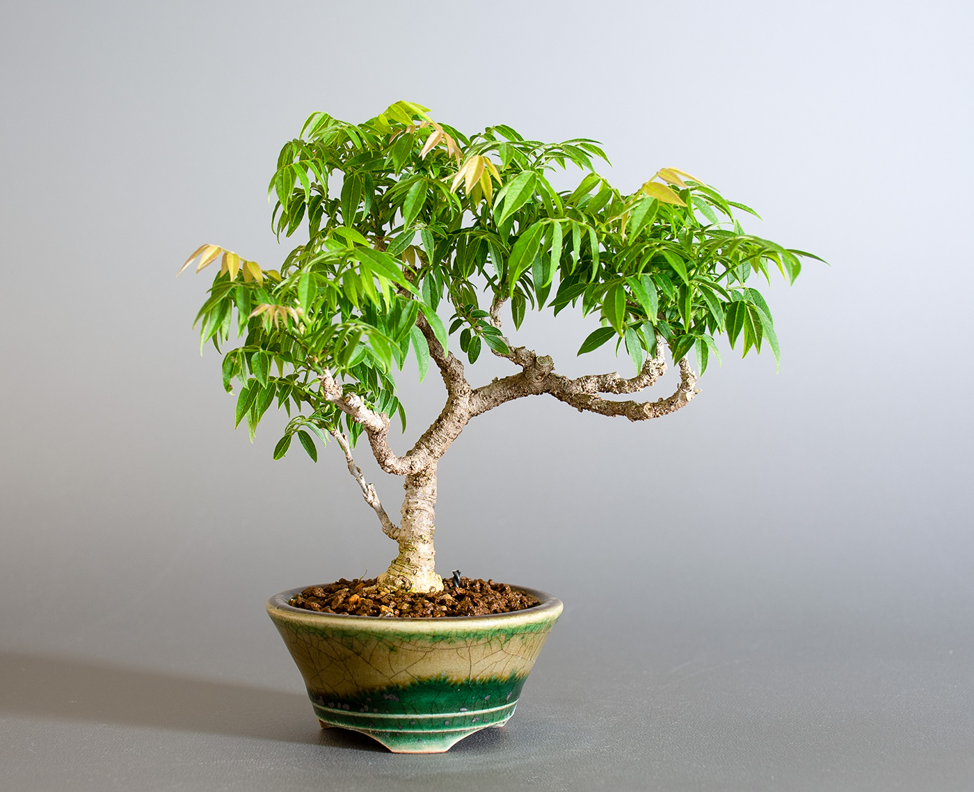 コフジ-T（こふじ・小藤）雑木盆栽の販売と育て方・作り方・Wisteria bonsai