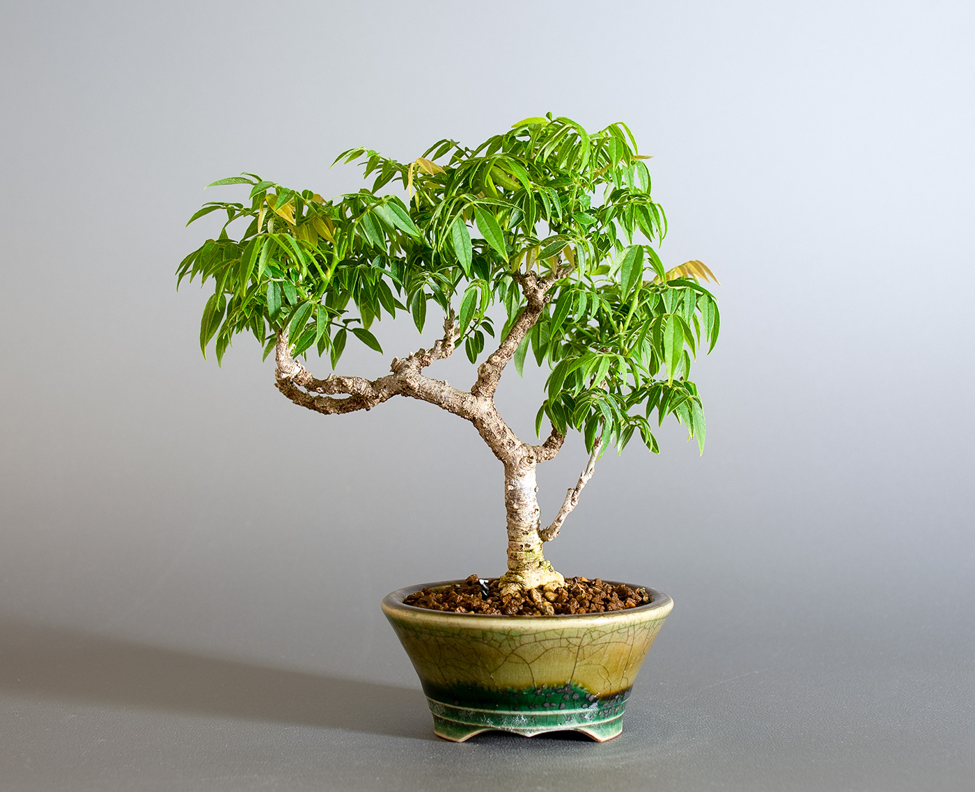 コフジ-T（こふじ・小藤）雑木盆栽を裏側から見た景色・Wisteria bonsai