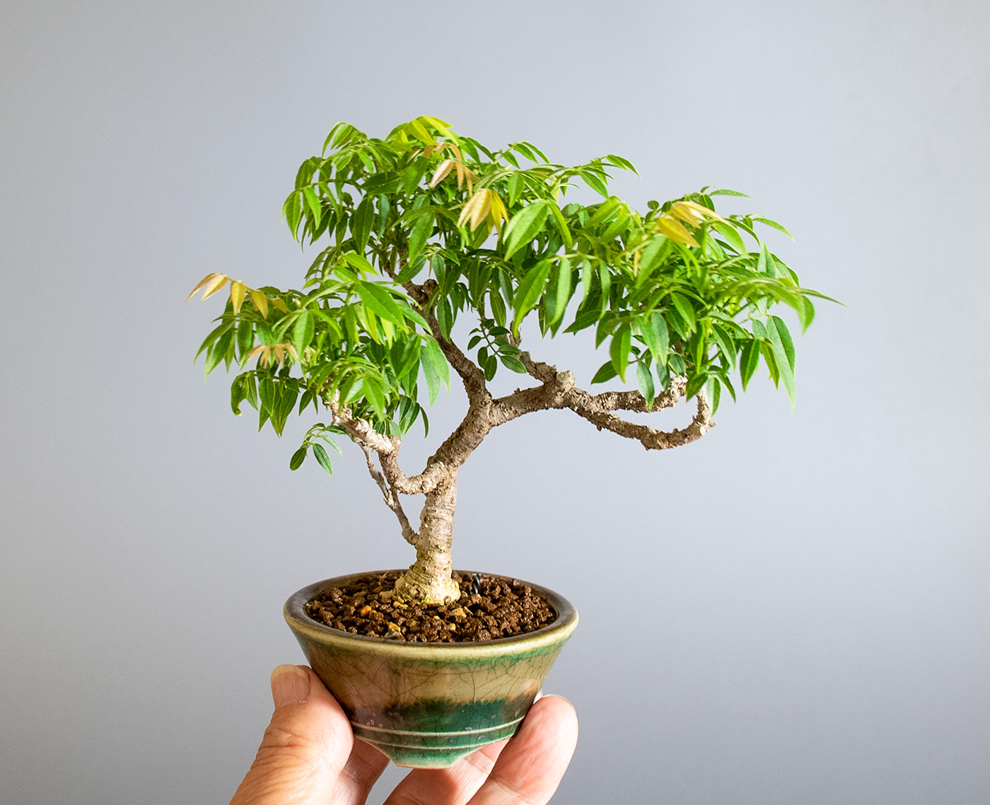 コフジ-T（こふじ・小藤）雑木盆栽の手乗りの景色・Wisteria bonsai