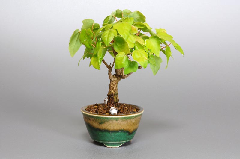 ミヤサマカエデ-C1（みやさまかえで・宮様楓）雑木盆栽の販売と育て方・作り方・Acer buergerianum var. formosanum bonsai
