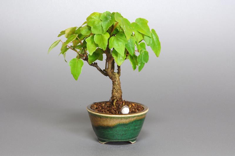 盆栽・ミヤサマカエデ-C1（みやさまかえで・宮様楓）雑木盆栽を裏側から見た景色・Acer buergerianum var. formosanum bonsai