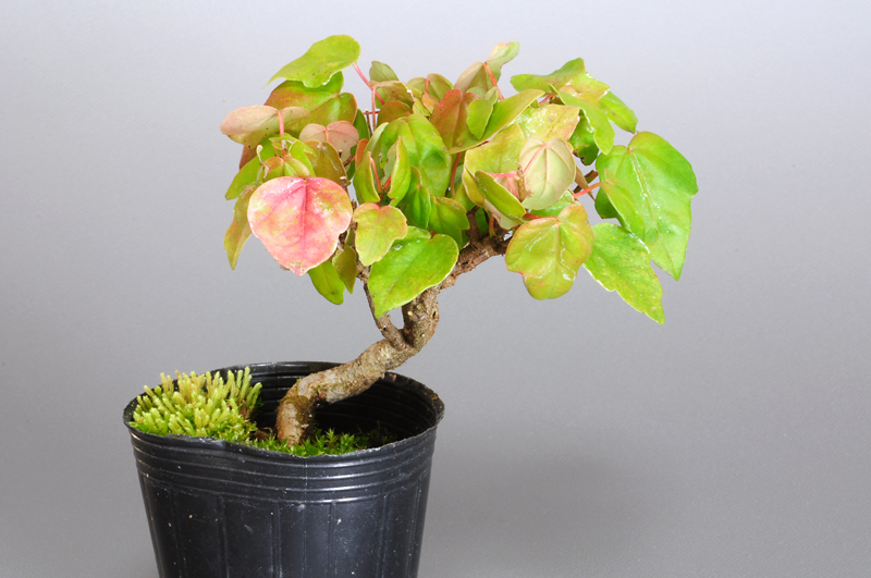 ミヤサマカエデ-D1（みやさまかえで・宮様楓）ミニ盆栽の販売と育て方・作り方・Acer buergerianum var. formosanum bonsai