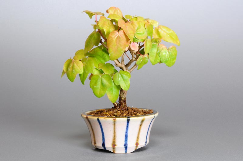 ミヤサマカエデ-E1（みやさまかえで・宮様楓）ミニ盆栽の販売と育て方・作り方・Acer buergerianum var. formosanum bonsai