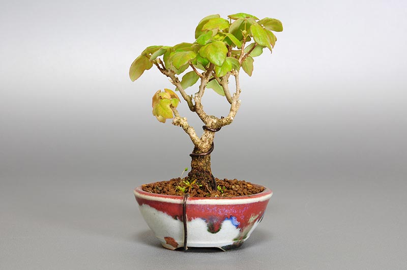 盆栽・ミヤサマカエデ-G1（みやさまかえで・宮様楓）雑木盆栽を裏側から見た景色・Acer buergerianum var. formosanum bonsai