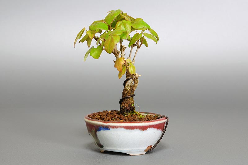 盆栽・ミヤサマカエデ-G1（みやさまかえで・宮様楓）雑木盆栽を右側から見た景色・Acer buergerianum var. formosanum bonsai