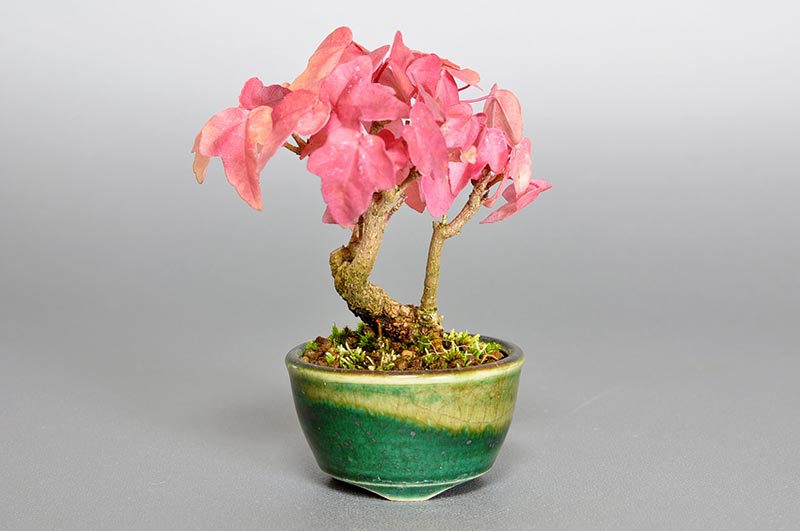 ミヤサマカエデ-H1（みやさまかえで・宮様楓）雑木盆栽の販売と育て方・作り方・Acer buergerianum var. formosanum bonsai
