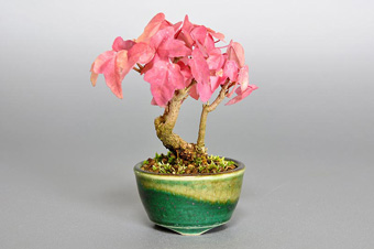 ミヤサマカエデ-H1（みやさまかえで・宮様楓）盆栽の樹作りの参考樹形・Acer buergerianum var. formosanum Best bonsai