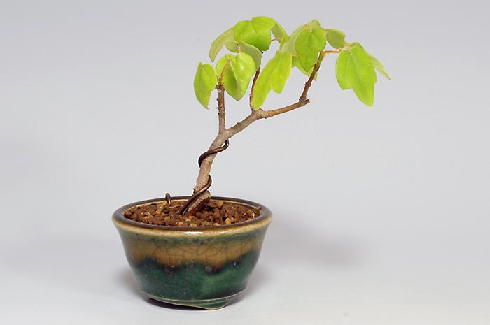 ミヤサマカエデJ（みやさまかえで・宮様楓）雑木盆栽の販売と育て方・作り方・Acer buergerianum var. formosanum bonsai