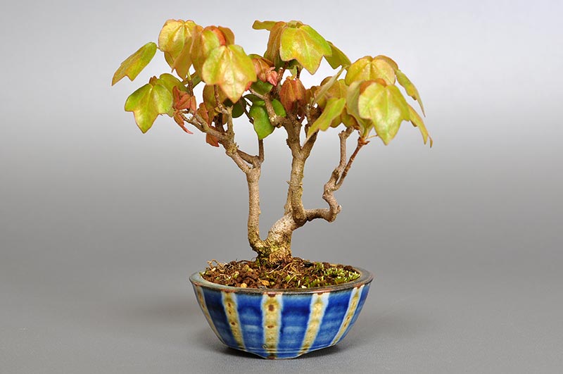 ミヤサマカエデ-J1（みやさまかえで・宮様楓）雑木盆栽の販売と育て方・作り方・Acer buergerianum var. formosanum bonsai
