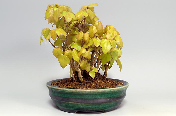 ミヤサマカエデ-K(みやさまかえで・宮様楓)雑木盆栽を右側から見た景色・Acer buergerianum var. formosanum bonsai