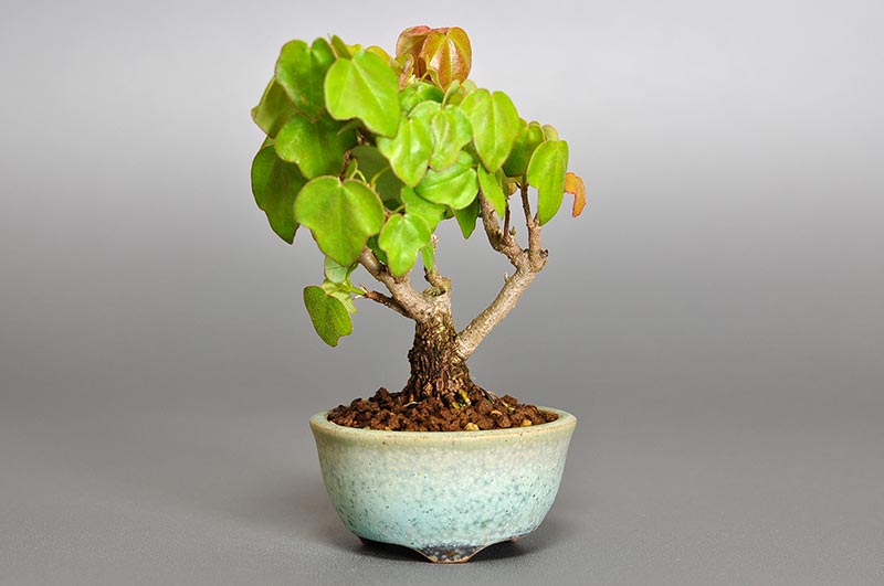 ミヤサマカエデ-K1（みやさまかえで・宮様楓）雑木盆栽の販売と育て方・作り方・Acer buergerianum var. formosanum bonsai