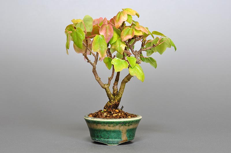 ミヤサマカエデ-L1（みやさまかえで・宮様楓）雑木盆栽の販売と育て方・作り方・Acer buergerianum var. formosanum bonsai