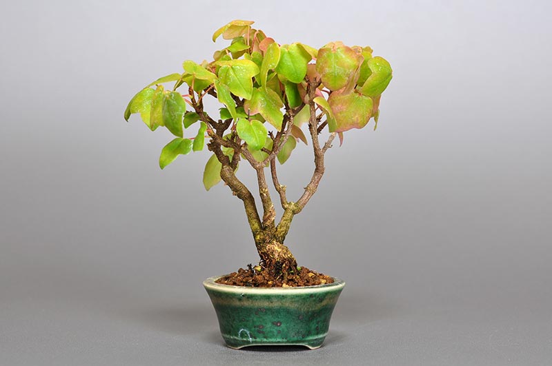 盆栽・ミヤサマカエデ-L1（みやさまかえで・宮様楓）雑木盆栽を裏側から見た景色・Acer buergerianum var. formosanum bonsai