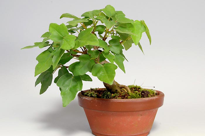 ミヤサマカエデM（みやさまかえで・宮様楓）雑木盆栽の販売と育て方・作り方・Acer buergerianum var. formosanum bonsai
