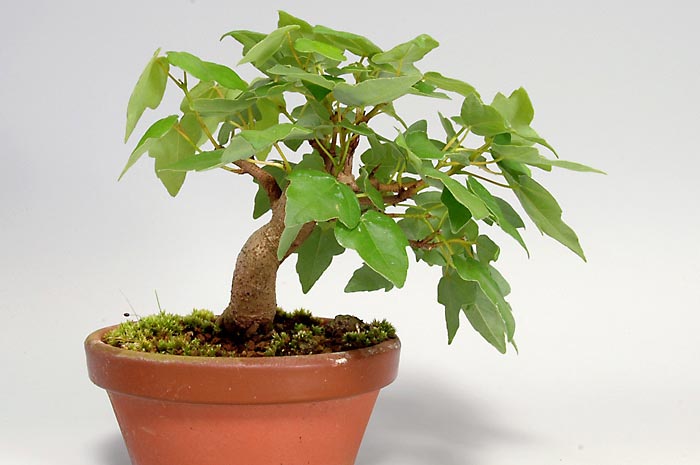 盆栽・ミヤサマカエデM（みやさまかえで・宮様楓）雑木盆栽を裏側から見た景色・Acer buergerianum var. formosanum bonsai