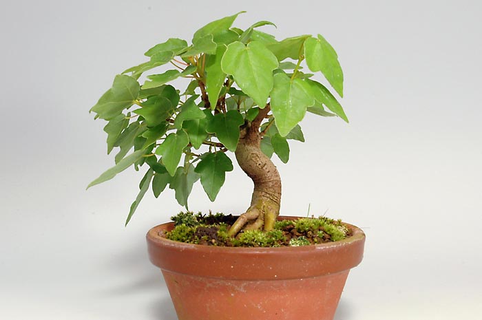 盆栽・ミヤサマカエデM（みやさまかえで・宮様楓）雑木盆栽を右側から見た景色・Acer buergerianum var. formosanum bonsai