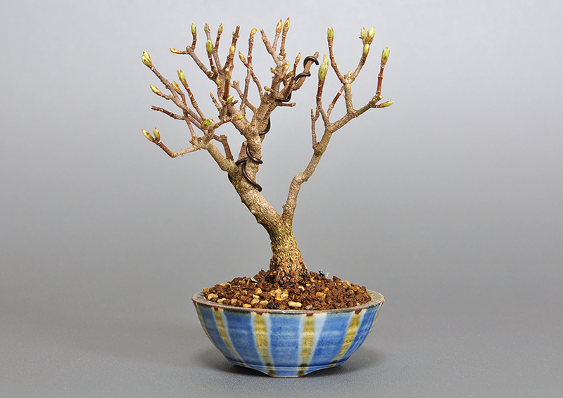 ミヤサマカエデ-M1（みやさまかえで・宮様楓）ミニ盆栽の販売と育て方・作り方・Acer buergerianum var. formosanum bonsai
