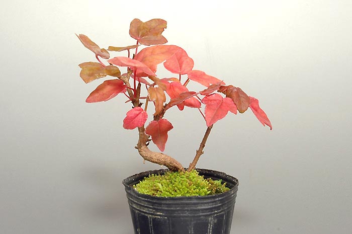 ミヤサマカエデN（みやさまかえで・宮様楓）雑木盆栽の販売と育て方・作り方・Acer buergerianum var. formosanum bonsai