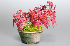 オリヒメモミジ-B（おりひめもみじ・織姫もみじ）盆栽の成長記録-1・Acer palmatum subsp. matsumurae bonsai