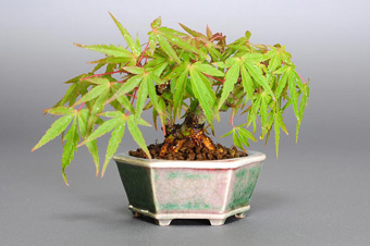 オリヒメモミジ-B（おりひめもみじ・織姫もみじ）盆栽の樹作りの参考樹形・Acer palmatum subsp. matsumurae Best bonsai