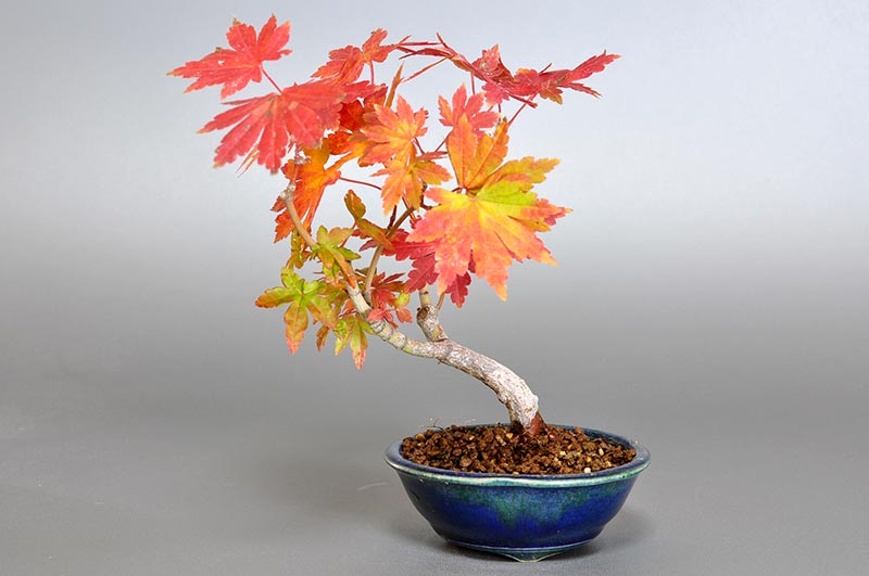コハウチワカエデE（こはうちわかえで・小羽団扇楓）雑木盆栽の販売と育て方・作り方・Acer sieboldianum Miquel bonsai
