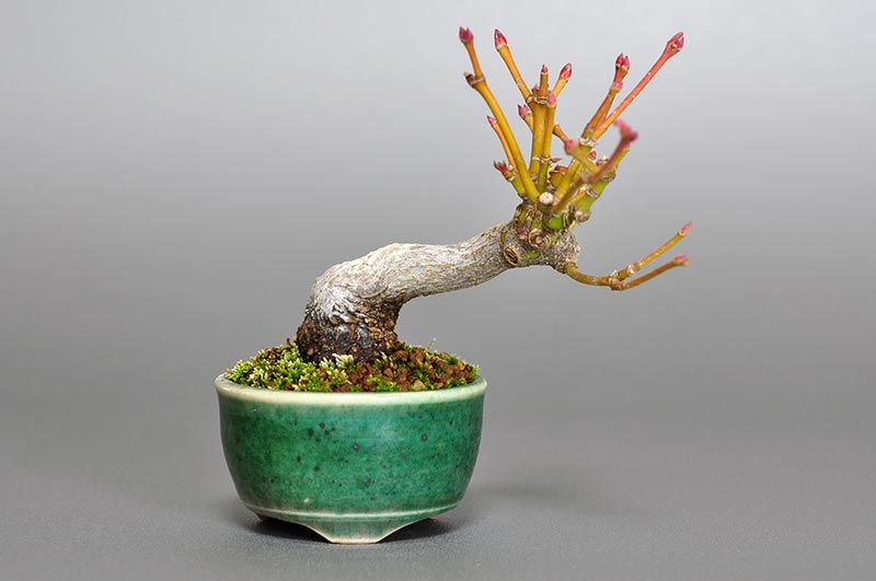 七五三モミジD（七五三もみじ・七五三紅葉）雑木盆栽の販売と育て方・作り方・Acer sieboldianum Miquel bonsai