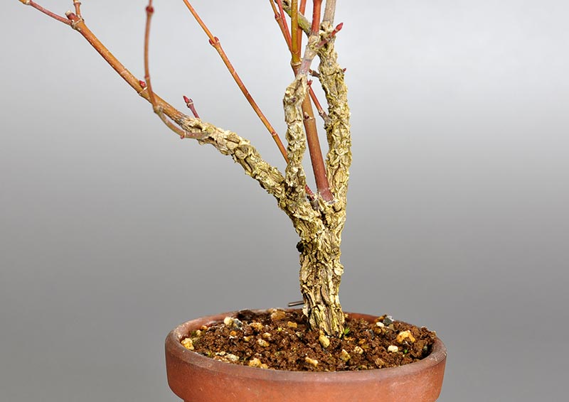 荒皮性モミジ-E-1(荒皮性もみじ・荒皮性紅葉)雑木盆栽を右側から見た景色・Acer palmatum subsp. matsumurae bonsai