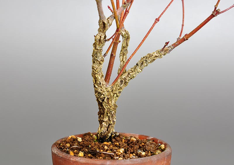 荒皮性モミジ-E-1(荒皮性もみじ・荒皮性紅葉)雑木盆栽を左側から見た景色・Acer palmatum subsp. matsumurae bonsai