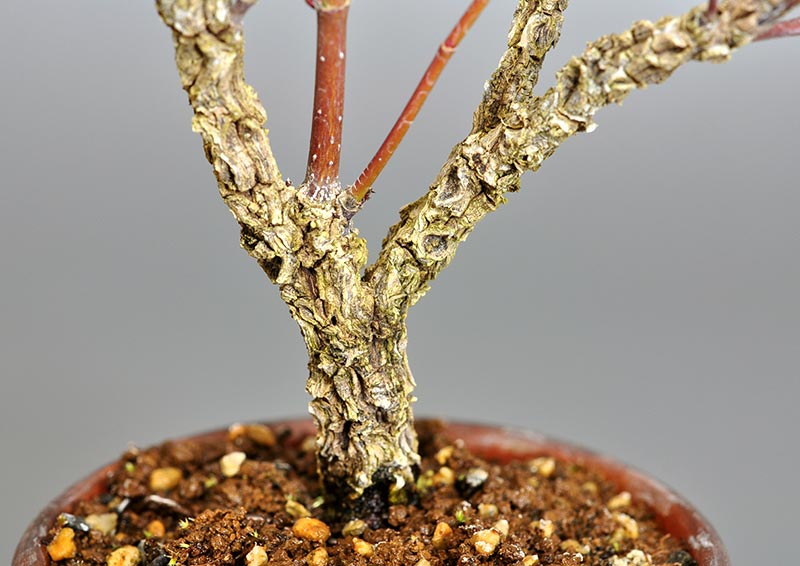 荒皮性モミジ-E-1(荒皮性もみじ・荒皮性紅葉)雑木盆栽を拡大して見た景色・Acer palmatum subsp. matsumurae bonsai