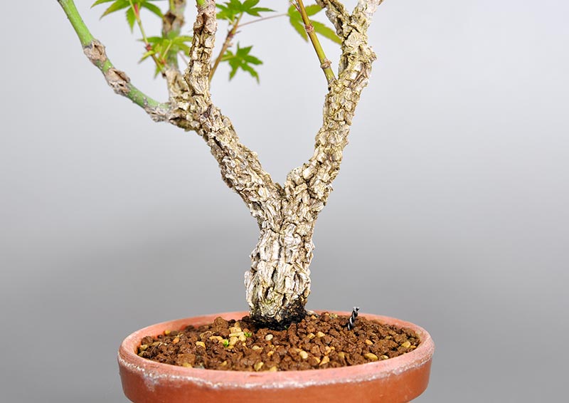 荒皮性モミジ-E（荒皮性もみじ・荒皮性紅葉）雑木盆栽を裏側から見た景色・Acer palmatum subsp. matsumurae bonsai