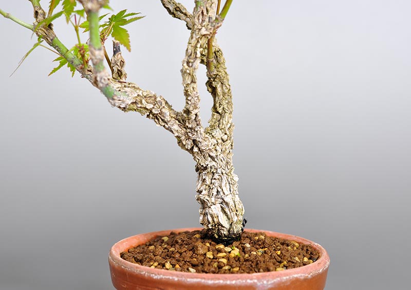 荒皮性モミジ-E（荒皮性もみじ・荒皮性紅葉）雑木盆栽を右側から見た景色・Acer palmatum subsp. matsumurae bonsai