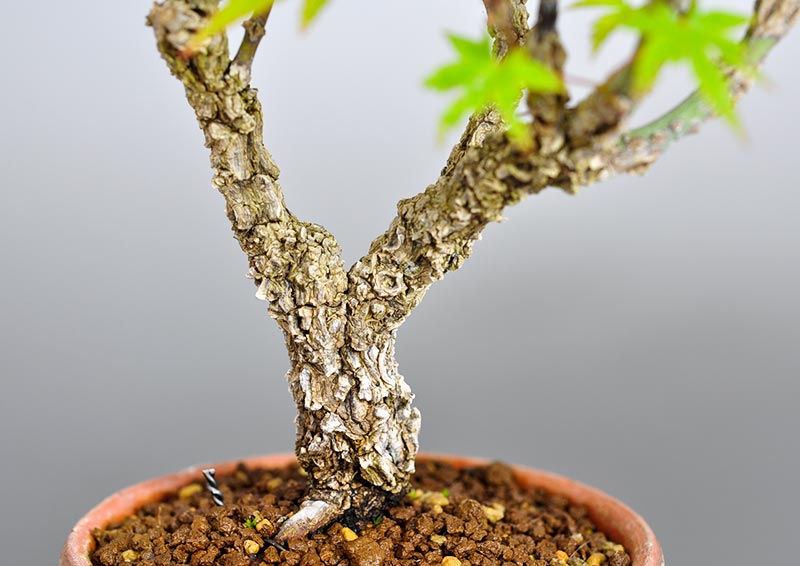 荒皮性モミジ-E（荒皮性もみじ・荒皮性紅葉）雑木盆栽を拡大して見た景色・Acer palmatum subsp. matsumurae bonsai
