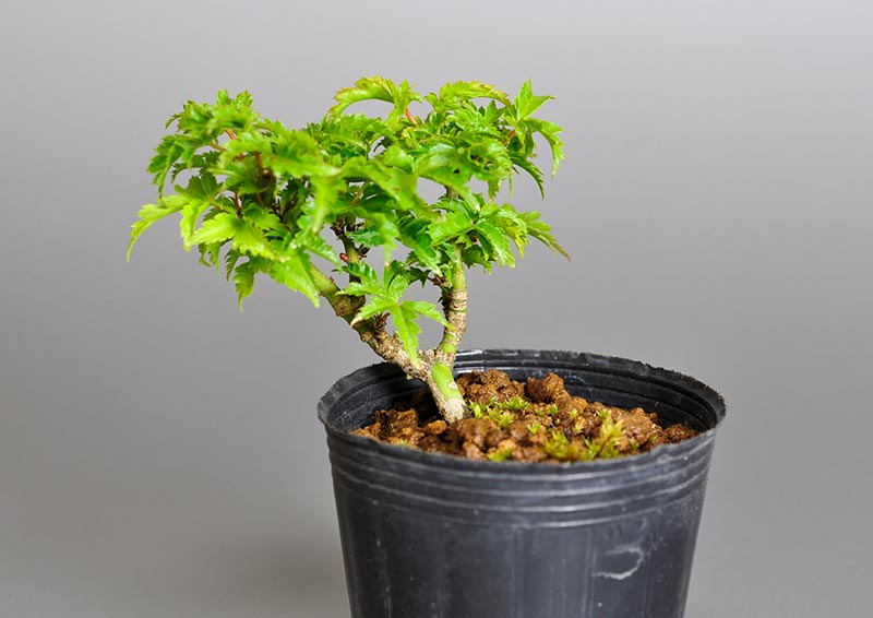 シシガシラモミジF（ししがしらもみじ・獅子頭もみじ）ミニ盆栽の販売と育て方・作り方・Acer palmatum subsp. matsumurae bonsai