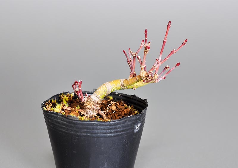 オリヒメモミジG（おりひめもみじ・織姫もみじ）雑木盆栽の販売と育て方・作り方・Acer palmatum subsp. matsumurae bonsai