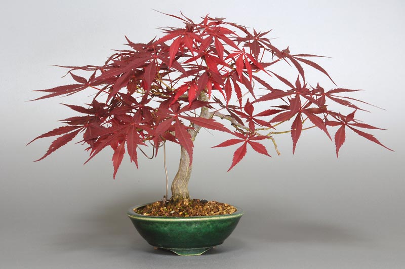 ベニカガミ-G1-1（べにかがみ・紅鏡）雑木盆栽の販売と育て方・作り方・Acer palmatum var.amoenum bonsai