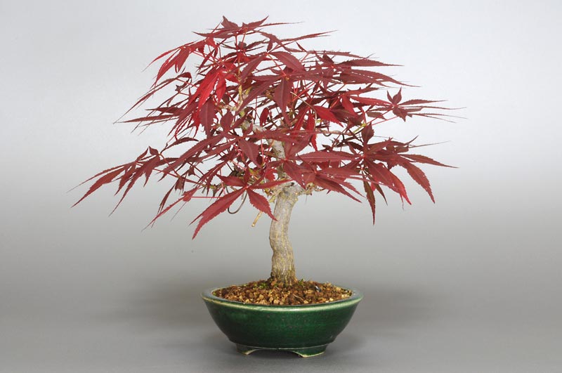 盆栽・ベニカガミ-G1-1（べにかがみ・紅鏡）雑木盆栽を右側から見た景色・Acer palmatum var.amoenum bonsai