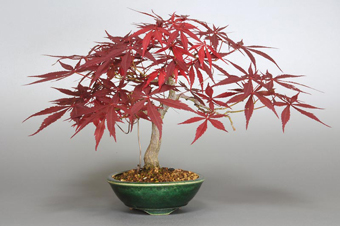 ベニカガミ-G1-1（べにかがみ・紅鏡）盆栽の成長記録・Acer palmatum var.amoenum bonsai
