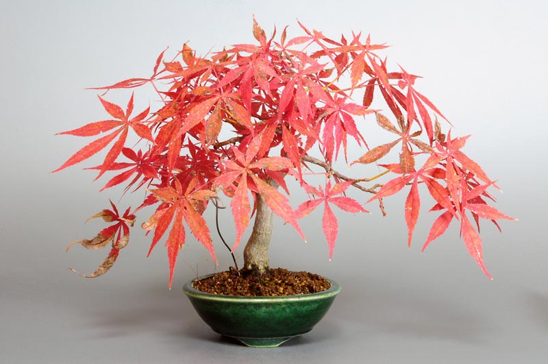 ベニカガミ-G1-2（べにかがみ・紅鏡）雑木盆栽の販売と育て方・作り方・Acer palmatum var.amoenum bonsai