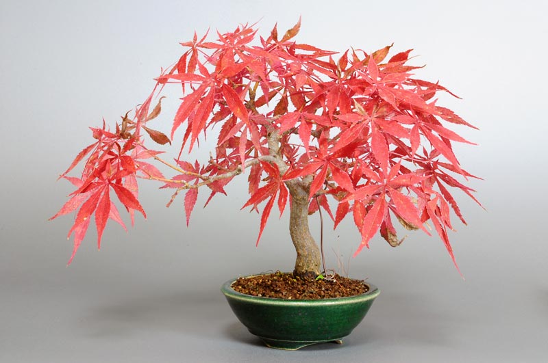 盆栽・ベニカガミ-G1-2（べにかがみ・紅鏡）雑木盆栽を裏側から見た景色・Acer palmatum var.amoenum bonsai